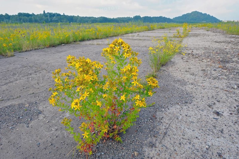 St. John's wort