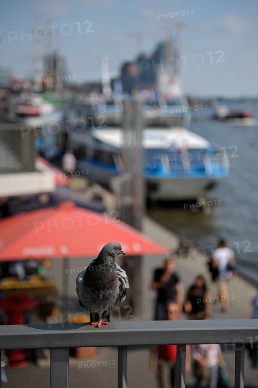 Domestic pigeon