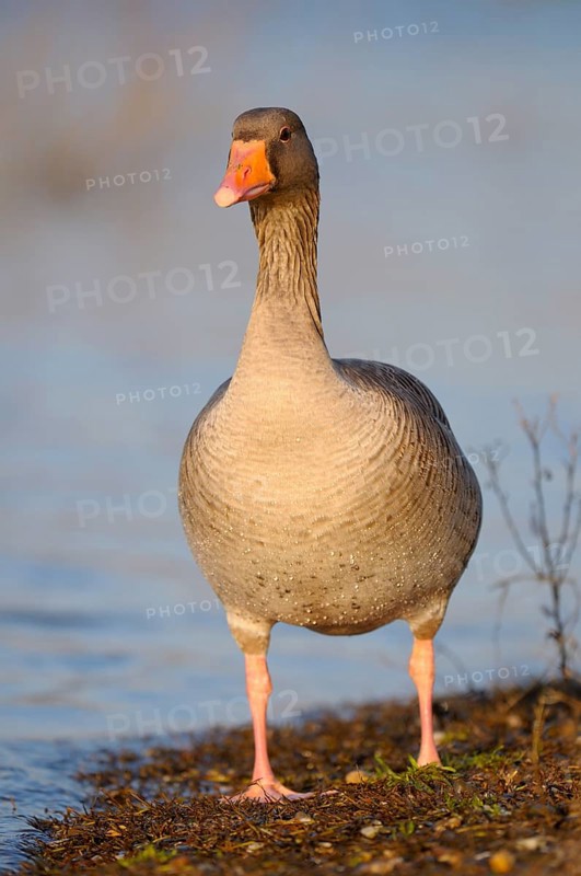 Greylag goose