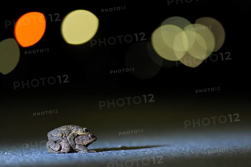 Common toad