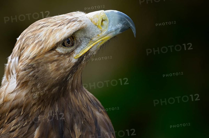Eastern imperial eagle