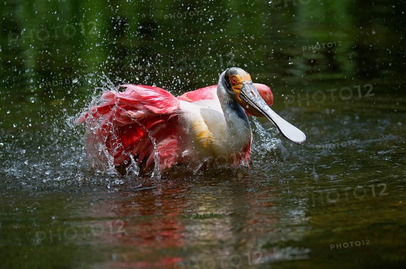 Roseate spoonbill