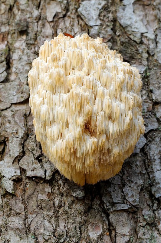 Fir spiny beard