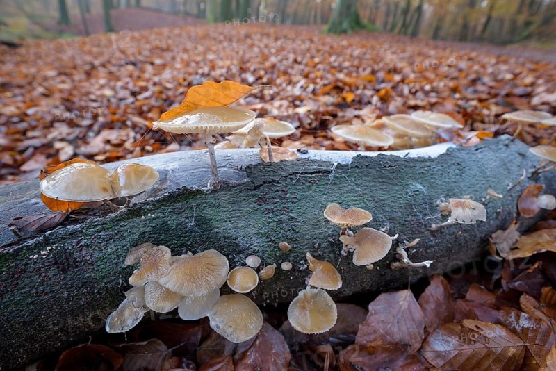 Beech slime