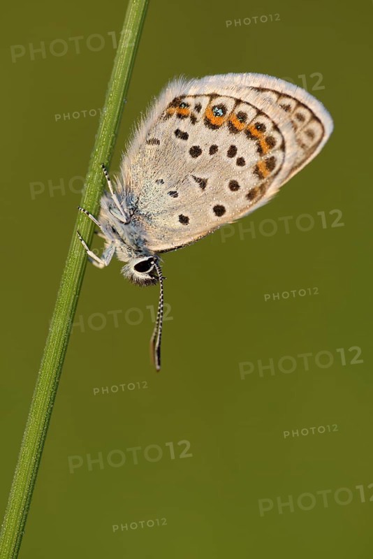Argus blue butterfly