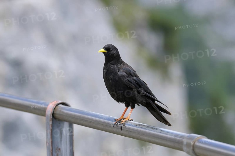 Alpine chough