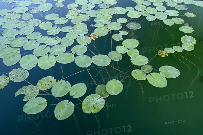 White water lily