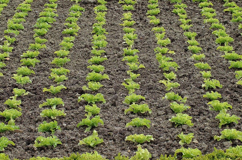 Lettuce