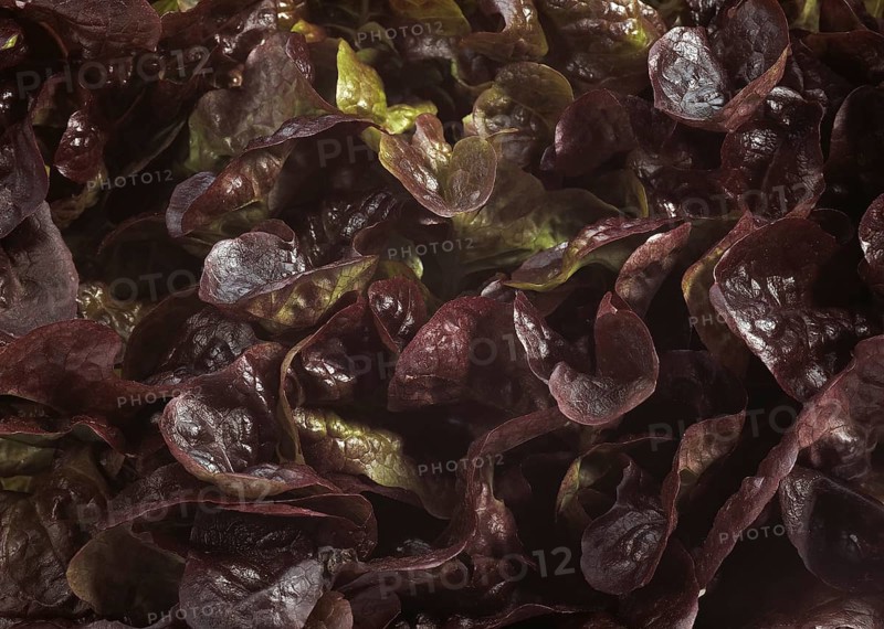 French lettuce called corne de cerf
