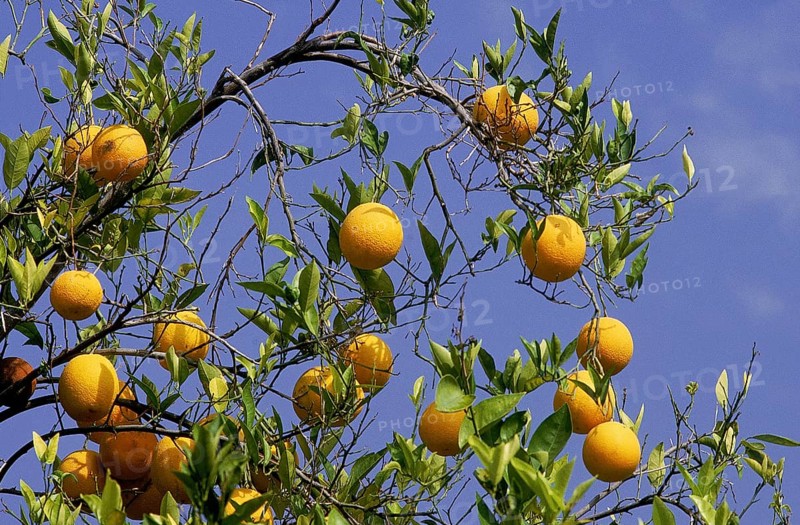 Citrus sinensis