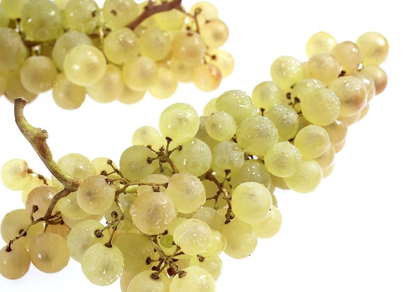 Chasselas White grape