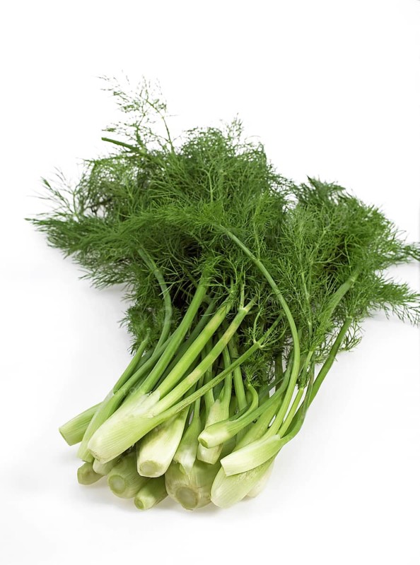 Small fennel