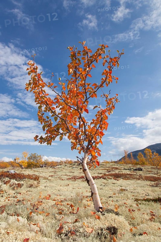 White birch