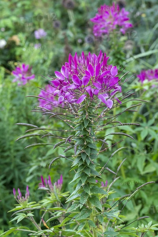 Spiny Spiderflower