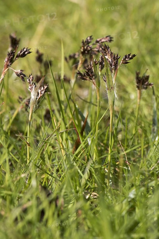 Field Woodrush
