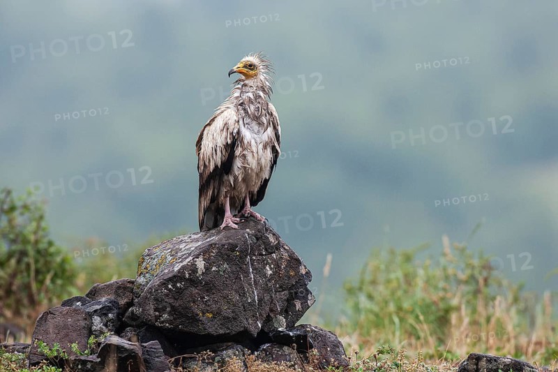 Egyptian Vulture