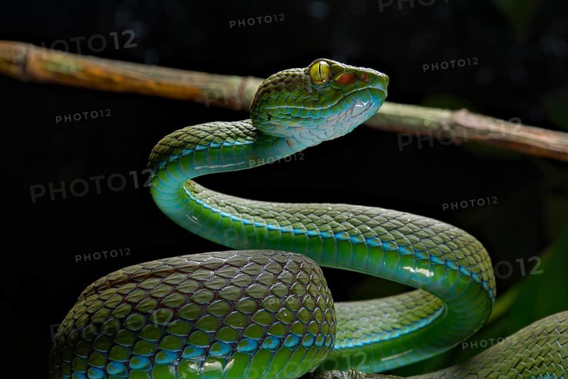 Large eyed Pit viper