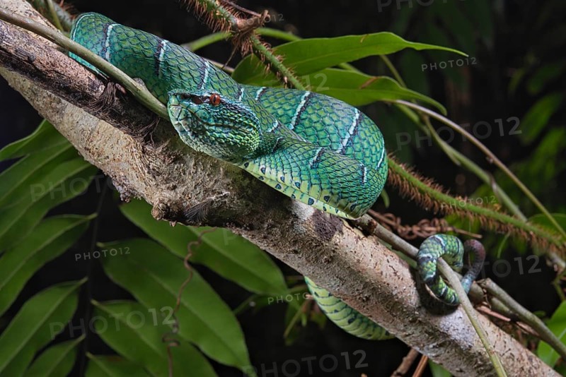 North Philippine Temple Pit Viper