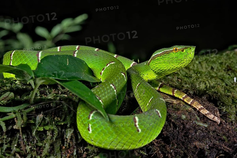 North Philippine Temple Pit Viper