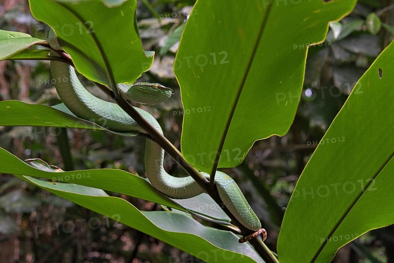 North Philippine Temple Pit Viper