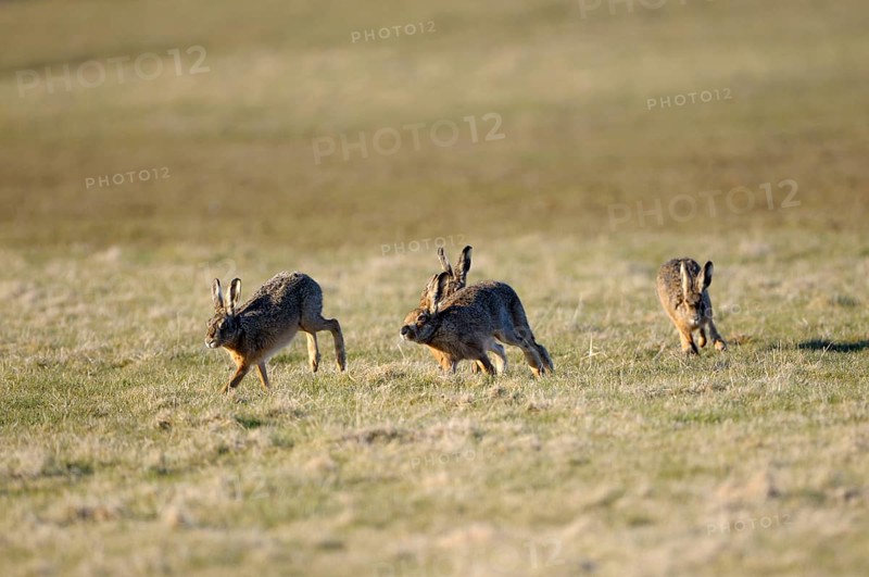 European brown hare