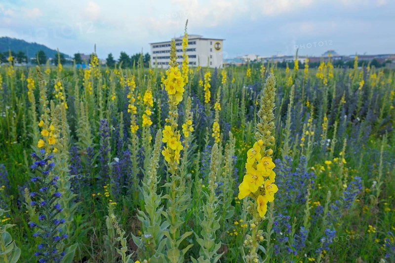 Large-flowered Dense-flowered mullein