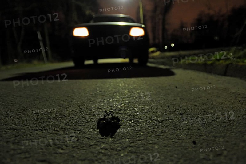 Common toad