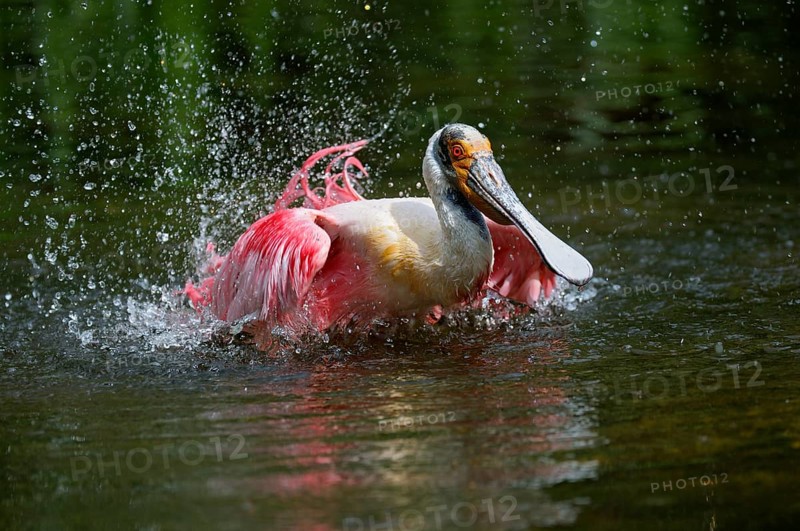 Roseate spoonbill