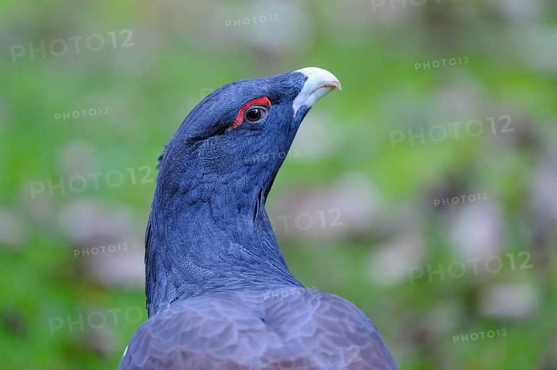 Capercaillie