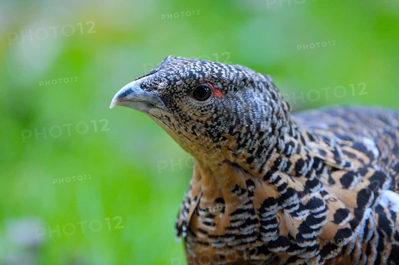 Capercaillie