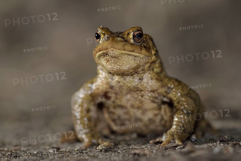Common toad
