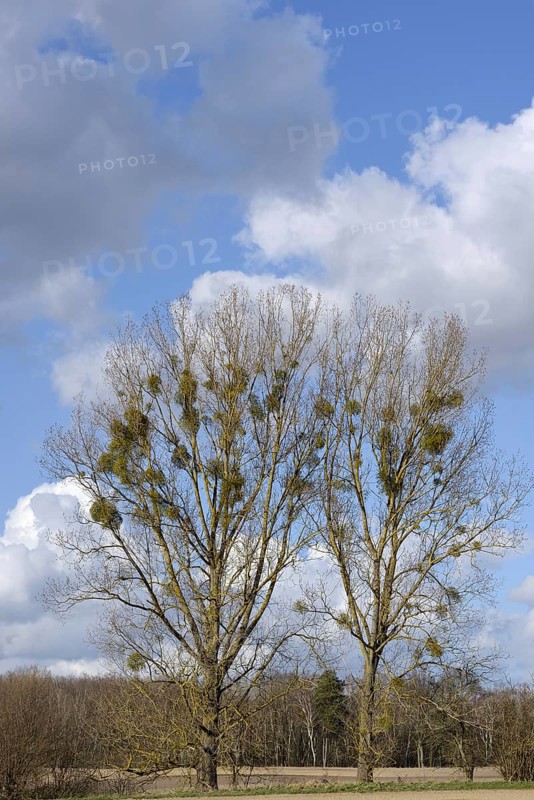 White berried mistletoe