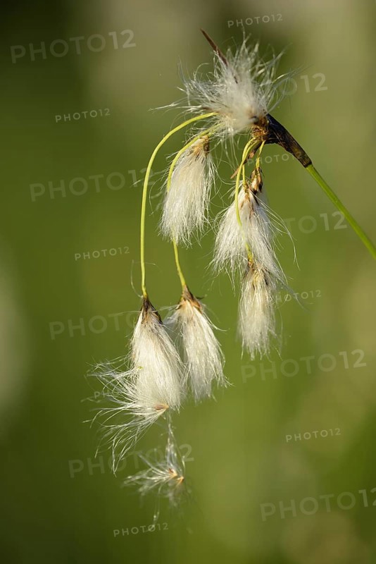 Broad-leaved cotton grass