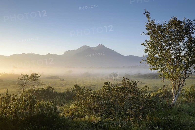 Morning atmosphere in the moor