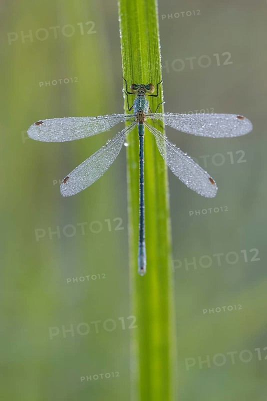 Common rush damselfly
