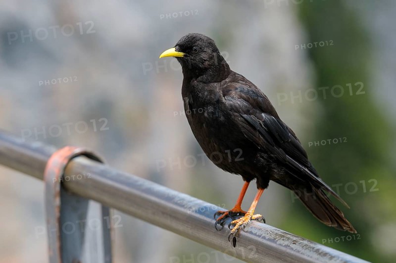 Alpine chough