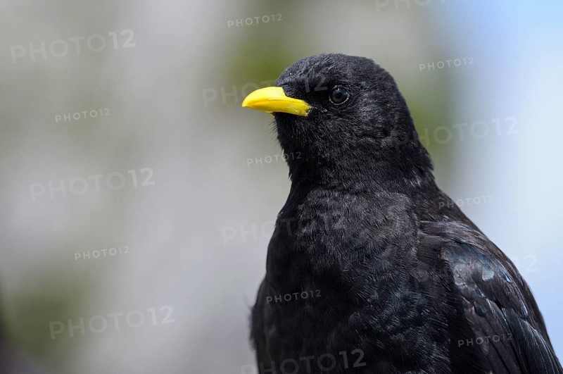 Alpine chough