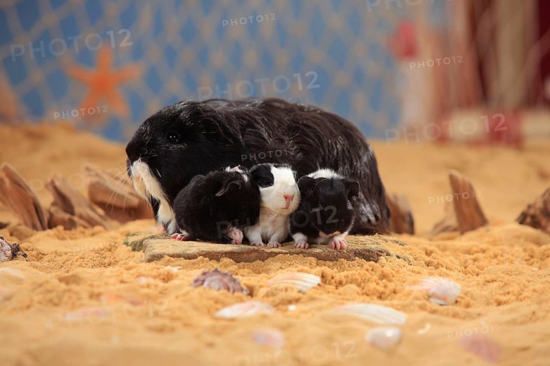 Sheltie guinea pig