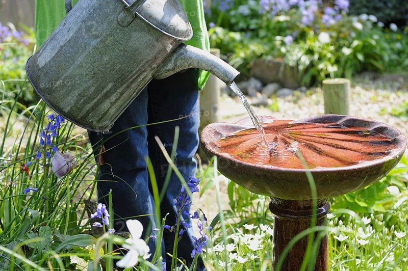 Gardener using metal watering can to top up garden birdbath