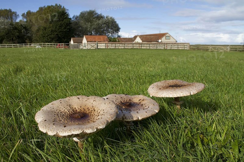 Giant parasol
