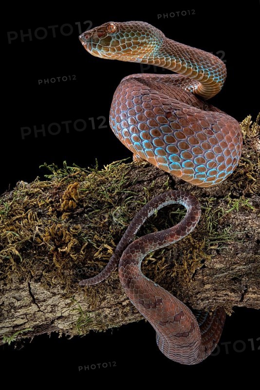 Philippines PitViper