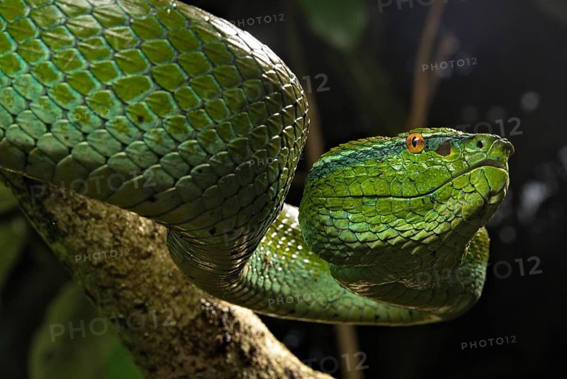 North Philippine Temple Pit Viper