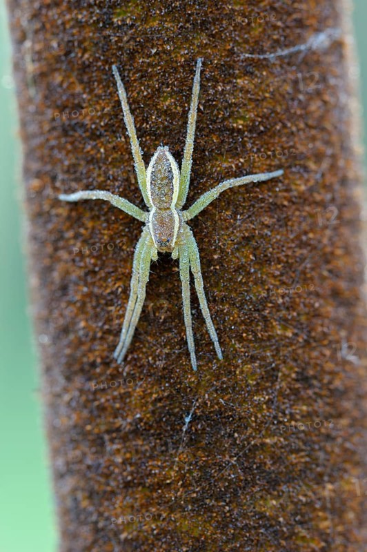 Banded hunting spider