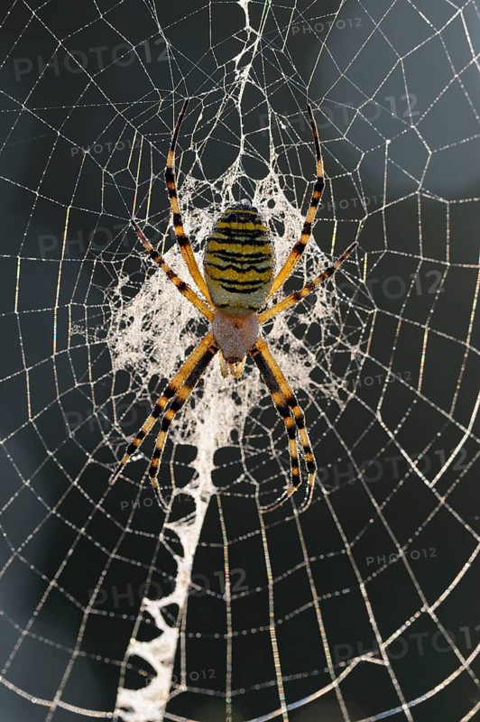 Wasp spider