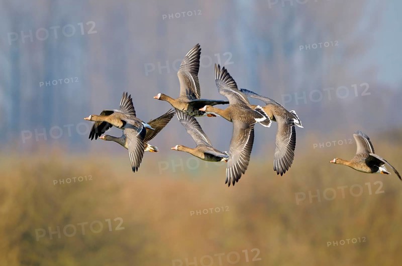 White-fronted geese
