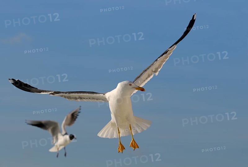 Herring Gull