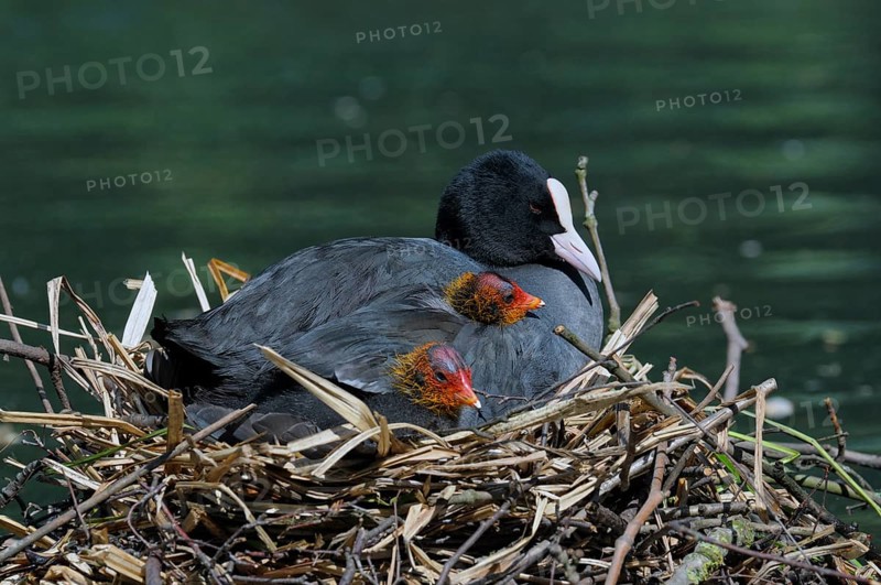 Eurasian Eurasian Eurasian Eurasian Eurasian Eurasian Eurasian Eurasian Eurasian Coot