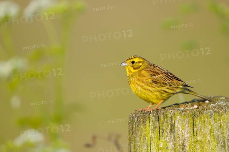 Yellowhammer
