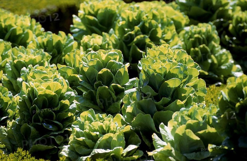 Lettuce