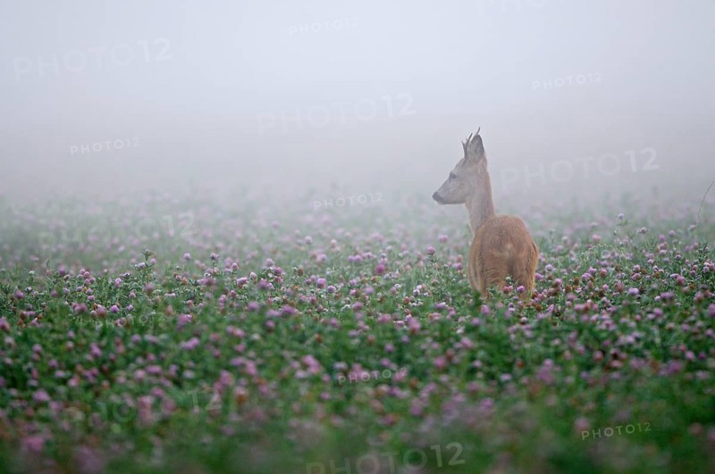 Roe deer
